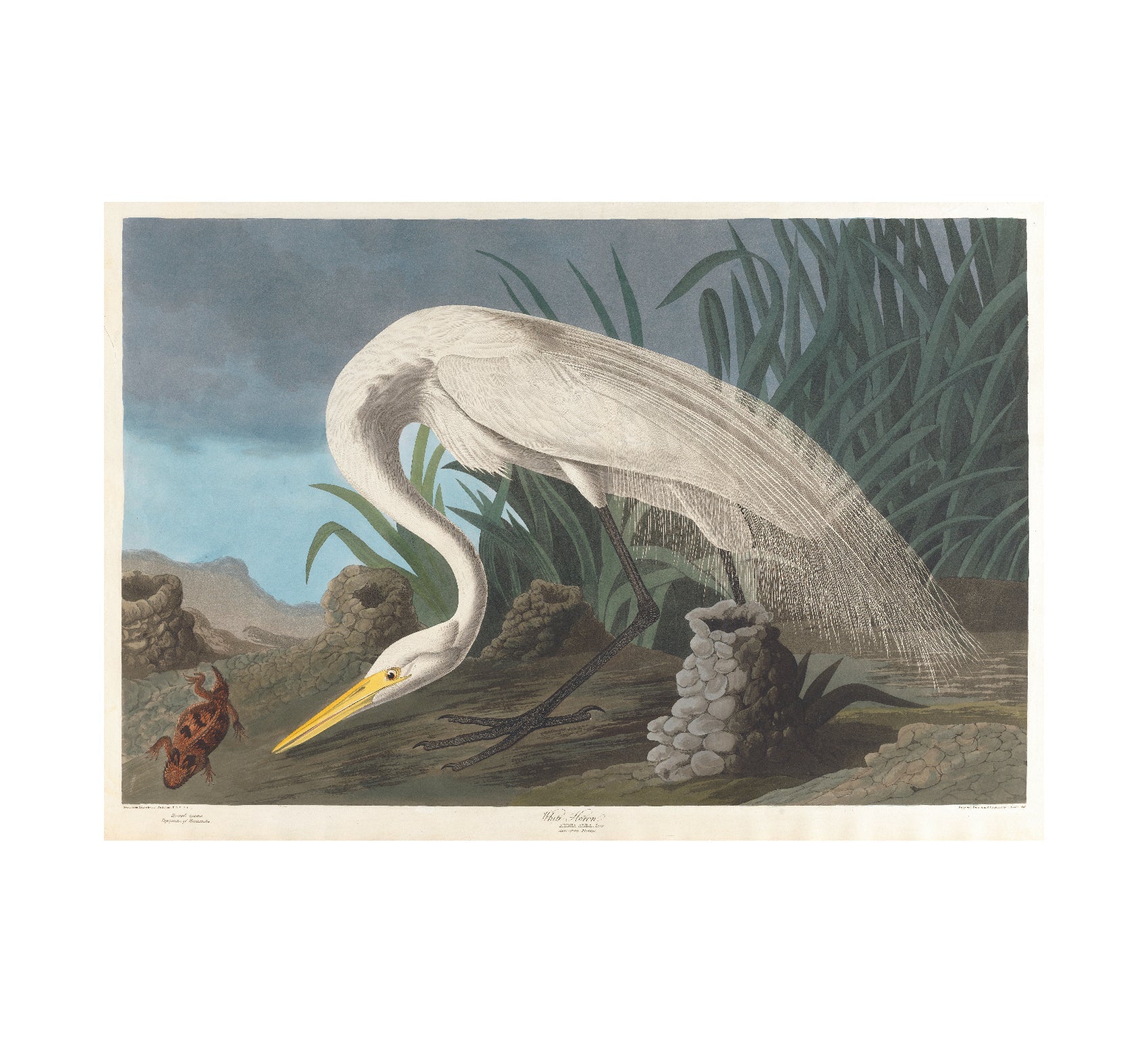 Versatile White Heron Adhesive Art Poster by John James Audubon - Pasquín Store