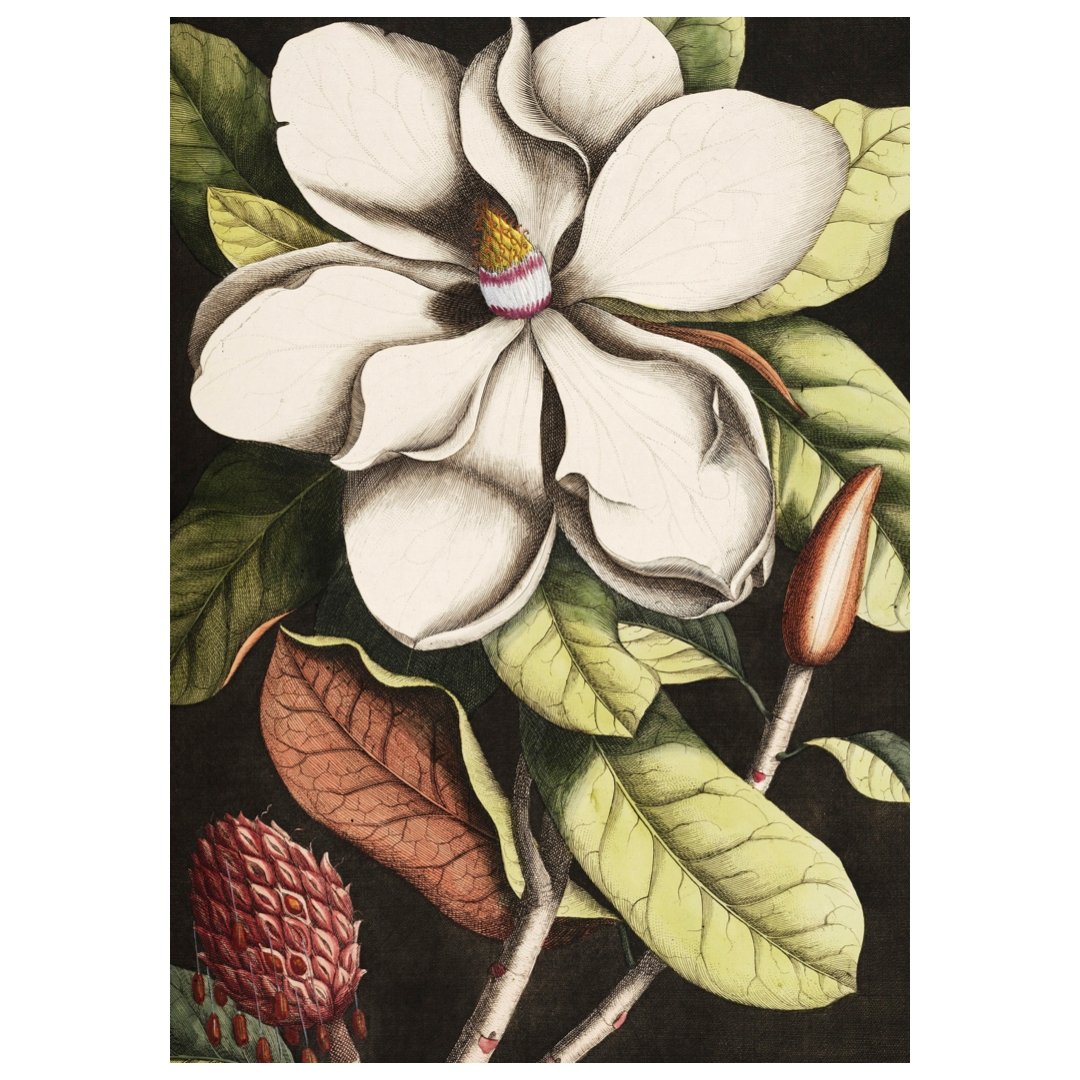 White Magnolia Flower and Seed Pod by Mark Catesby - Repositionable Adhesive Poster - Pasquín Store