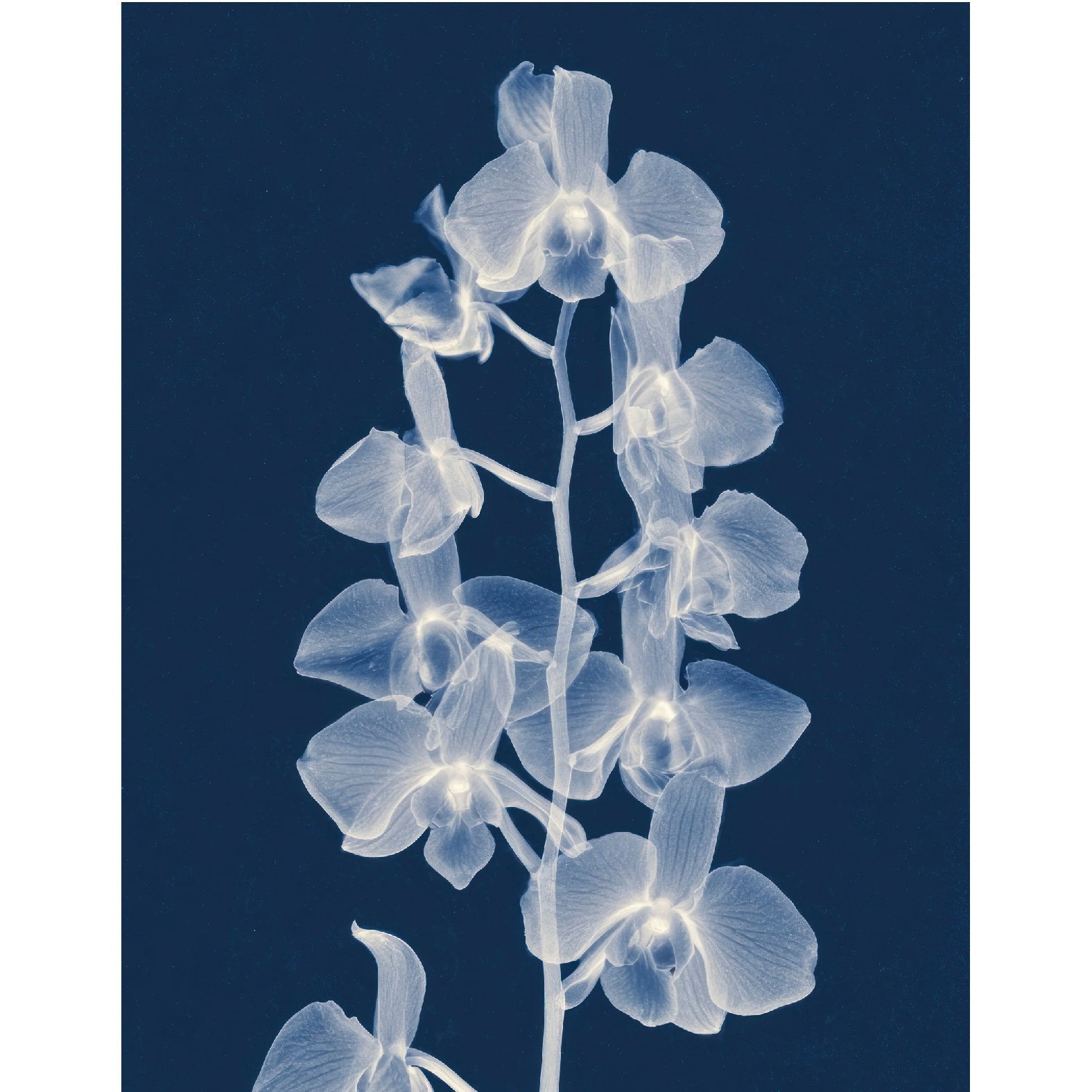 “White Orchids botanical photogram" - Reusable Peel - and - Stick Poster - Pasquín